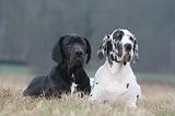 DOGUE ALLEMAND 718